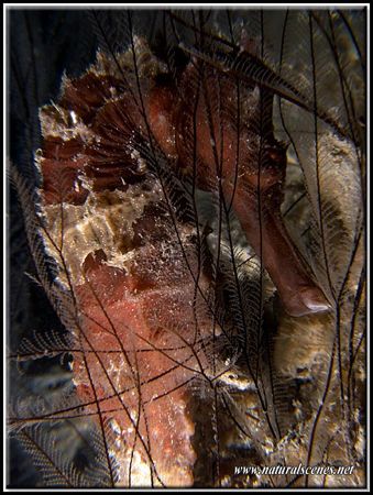 Ever tried to take a picture through curtains; I faced th... by Yves Antoniazzo 