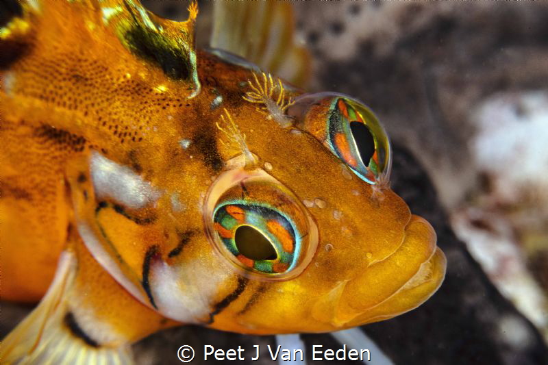 Colorful klipvis by Peet J Van Eeden 