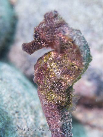 Sea Horse by Andrew Macleod 