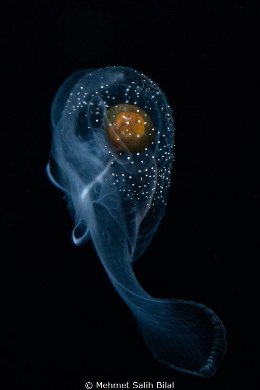 A beauty from blackwater in Anilao. by Mehmet Salih Bilal 