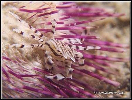 I like the way these crabs camouflage themselves on the s... by Erika Antoniazzo 