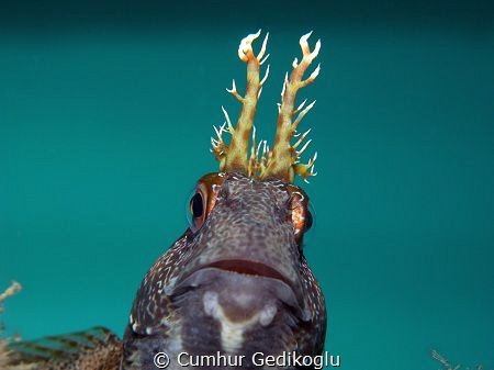 Parablennius gattorugine by Cumhur Gedikoglu 
