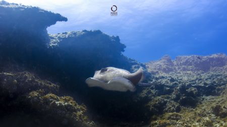 difficult editing with a lot of suspension...stunning animal by Marco Calvani 