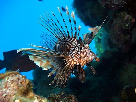 Lionfish taken at Marsa Bareika with E300. by Nikki Van Veelen 