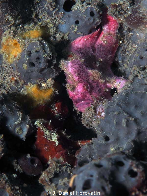 Two tiny frogfish hiding out by J. Daniel Horovatin 