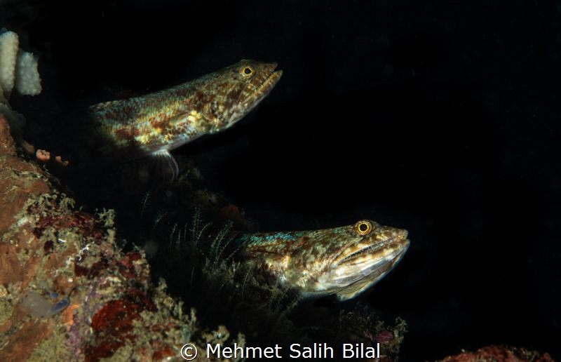 Predators. by Mehmet Salih Bilal 