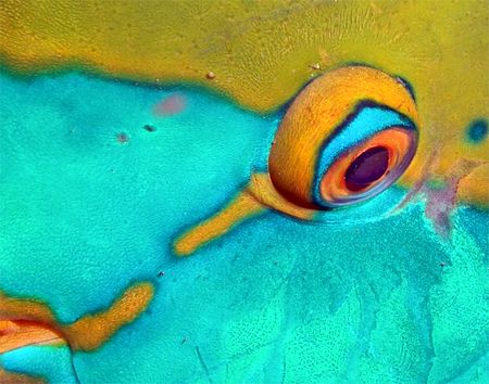 Parrotfish Eye. by Nick Hobgood 