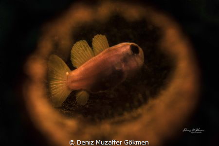 yellow goby living in the bottle by Deniz Muzaffer Gökmen 