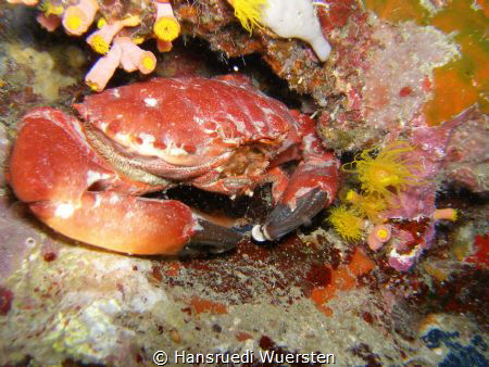 CRAB by Hansruedi Wuersten 