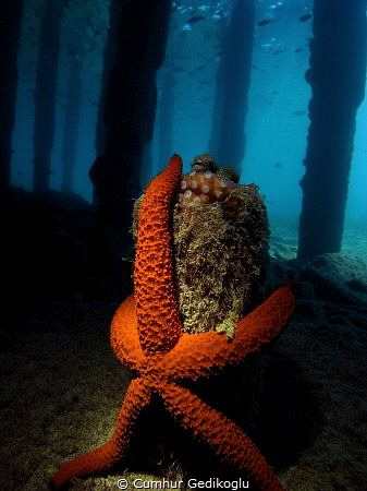 Under the jetty
From Korumar Bay by Cumhur Gedikoglu 