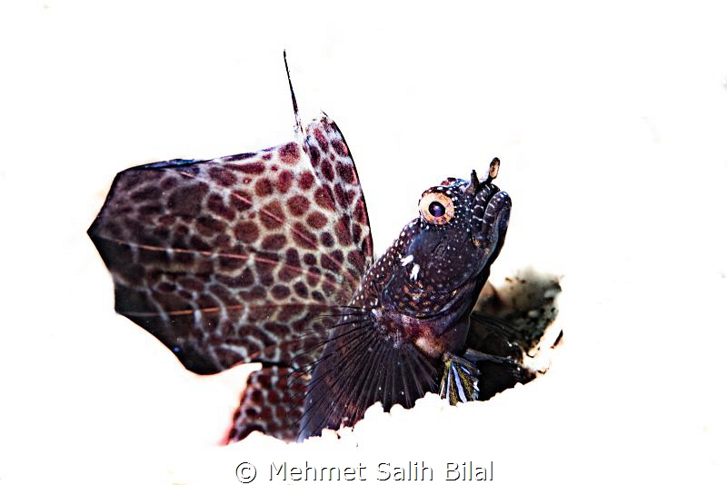 Magnificient goby. by Mehmet Salih Bilal 