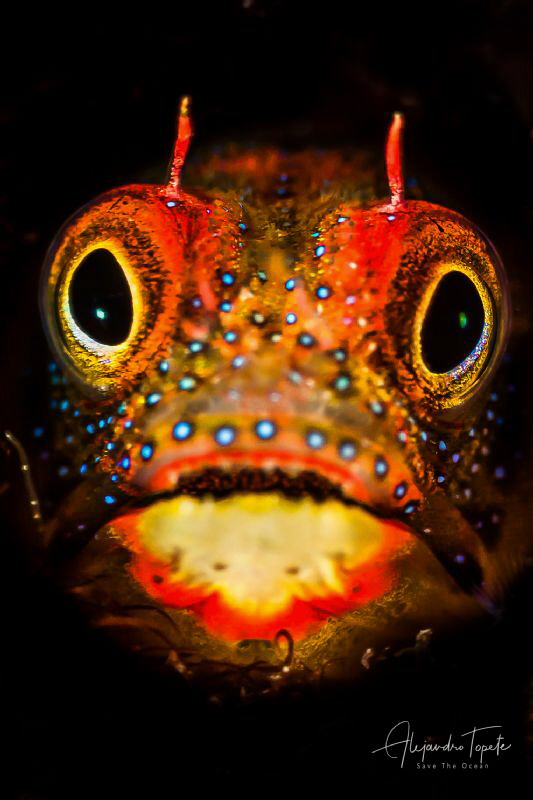 Blenny close Up, Acapulco México by Alejandro Topete 
