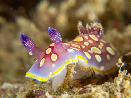 Nudi by Andrew Macleod 