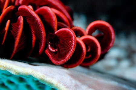A red crinoid that caught my eye. Similar to a rose, unde... by Larissa Roorda 