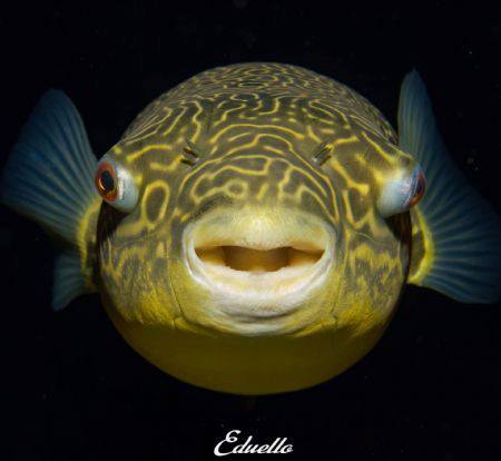 Indoor water. Todi dive cent by Eduard Bello 