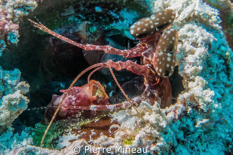 Alien a.k.a. Spearing mantis by Pierre Mineau 