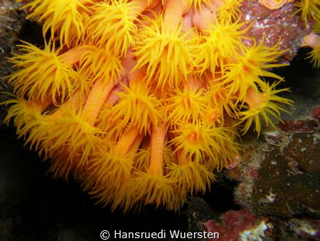 Sea Anemones by Hansruedi Wuersten 