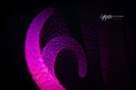 Title: Abstract
Date Taken:2 DEC 2018
Location: Anilao ... by Ming Wen 