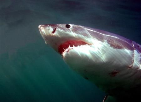 Gansbaai, South Africa. Oh, yes, it's a GREAT WHITE... by Maurizio Carmini 
