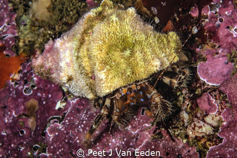 Beautiful legs

Hermit crab with its typical blue strip... by Peet J Van Eeden 