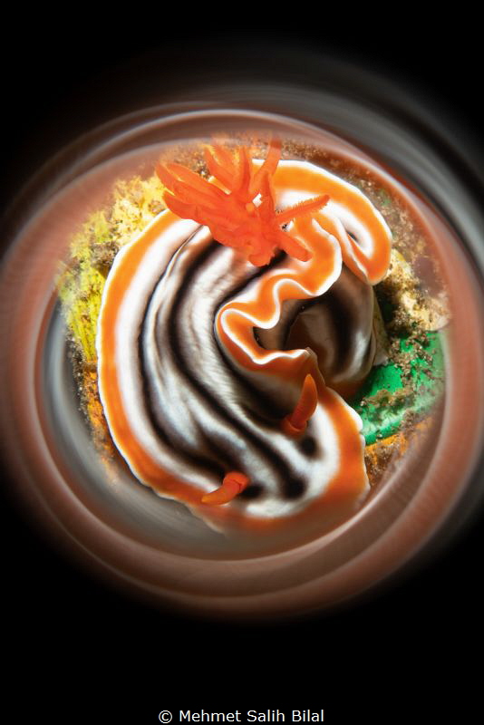 Chromodoris magnifica. by Mehmet Salih Bilal 