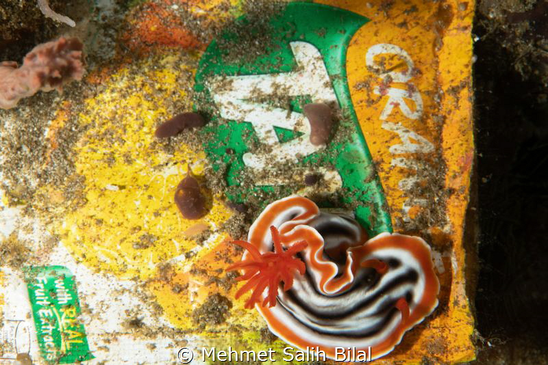A beauty in the garbage. by Mehmet Salih Bilal 