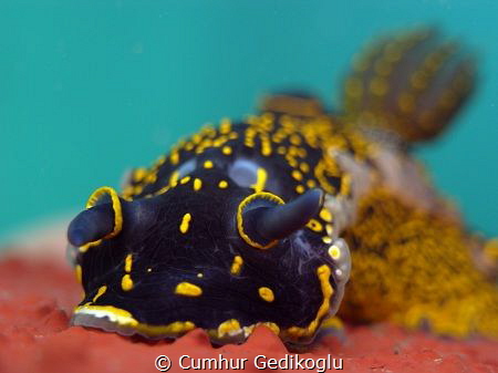 Felimare picta by Cumhur Gedikoglu 