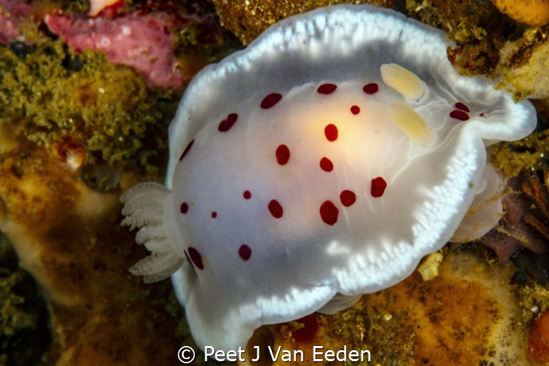 The uncommon chocolate-chip dorid mostly found on the col... by Peet J Van Eeden 