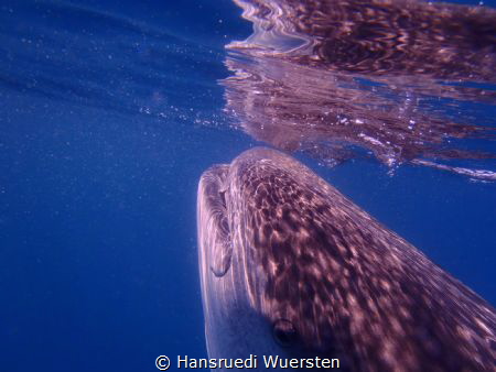 Whalshark Reflexion by Hansruedi Wuersten 