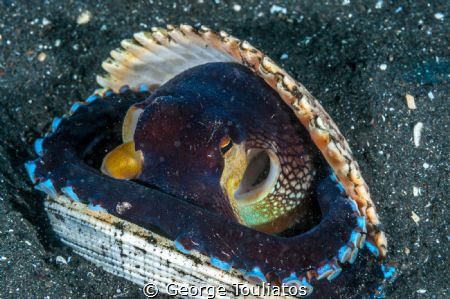 Coconut Octopus!!! by George Touliatos 