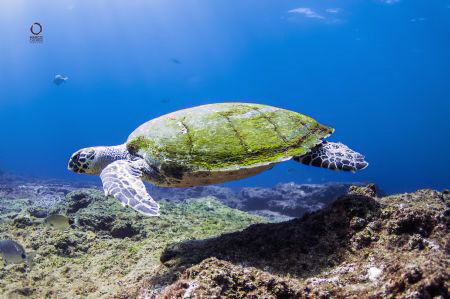 Caretta caretta swimming away by Marco Calvani 