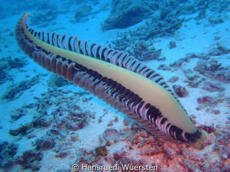 First time see..Sea Pen - Pteroeides sp1 by Hansruedi Wuersten 