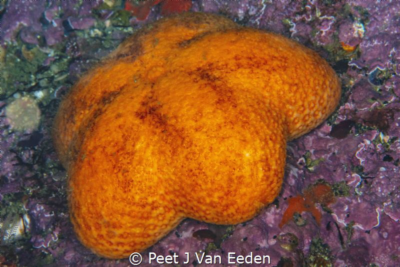 Brooding Sea star not over indulgence by Peet J Van Eeden 