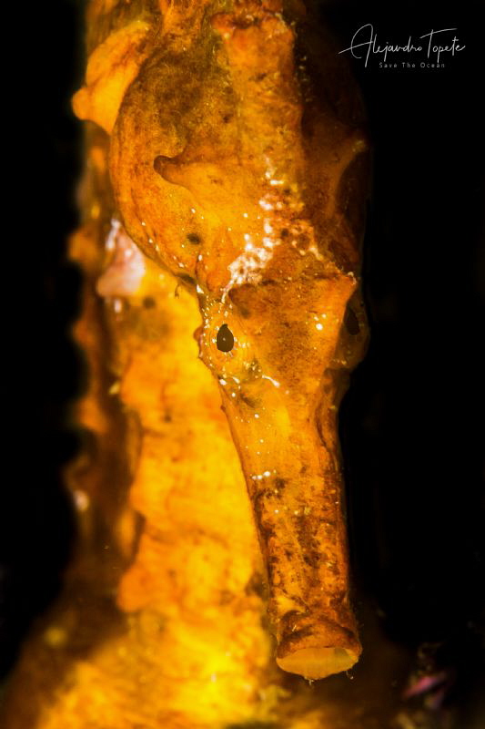 Face to face with Seahorse, Acapulco México by Alejandro Topete 