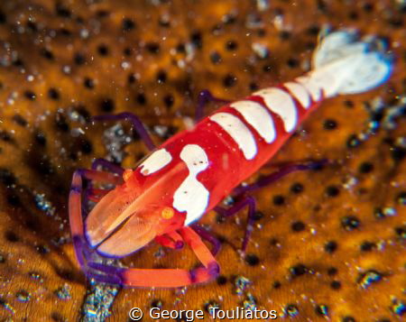 Emperor Shrimp!!! by George Touliatos 