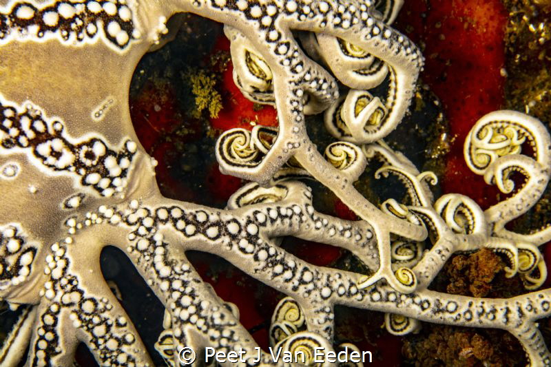 The integrate patterns of a basket star's arms by Peet J Van Eeden 