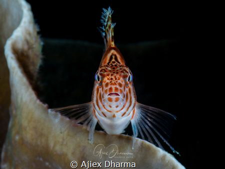 Eye contact by Ajiex Dharma 