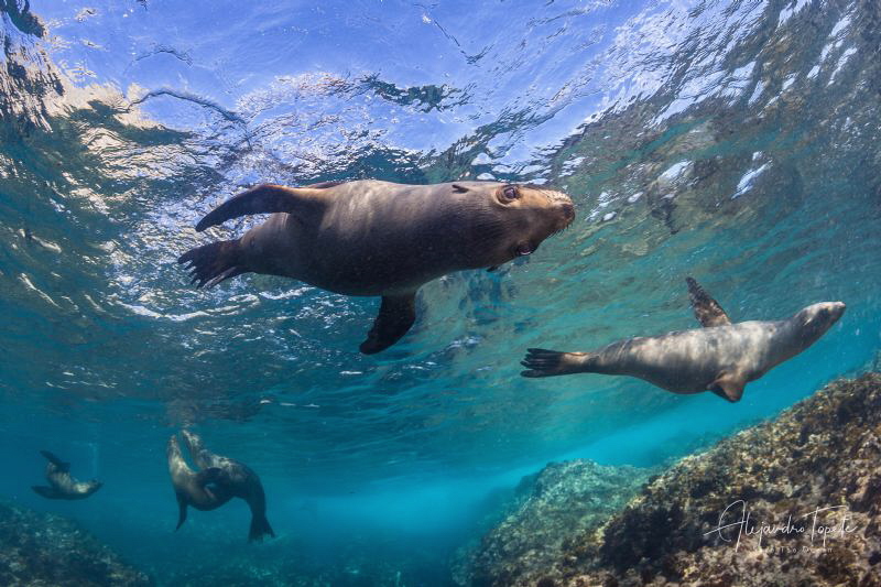Cute Sea Lion, Isla Magdalena México by Alejandro Topete 