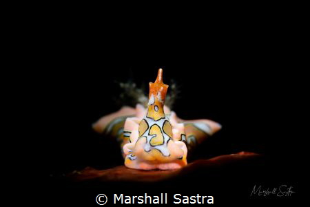 Sagaminoptheron psychedelium by Marshall Sastra 