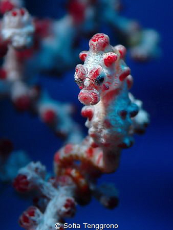 Hippocampus bargibanti - send kisses by Sofia Tenggrono 