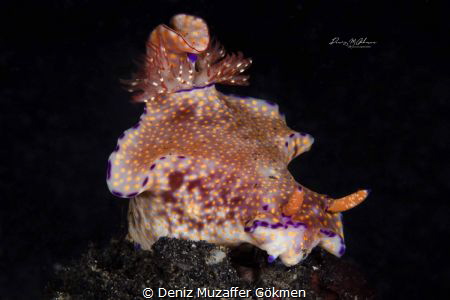 lembeh classic by Deniz Muzaffer Gökmen 