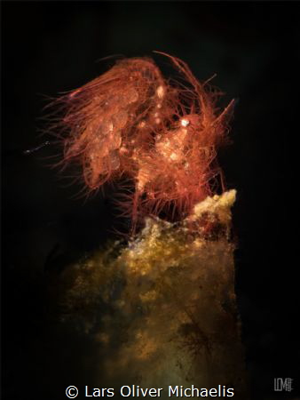hairy shrimp - Lembeh Strait by Lars Oliver Michaelis 