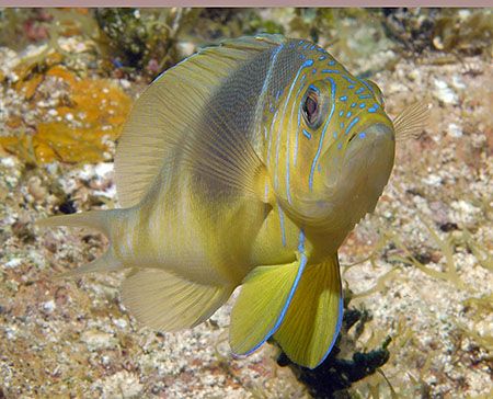 A Barred Hamlet, another of my favorite little fish. Niko... by Jim Chambers 