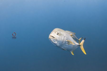 Yellow tale moving fast, shoot quickly by Marco Calvani 