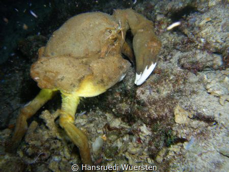 Browny by Hansruedi Wuersten 