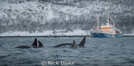 Orca pod, Spildra, Norway by Nick Blake 