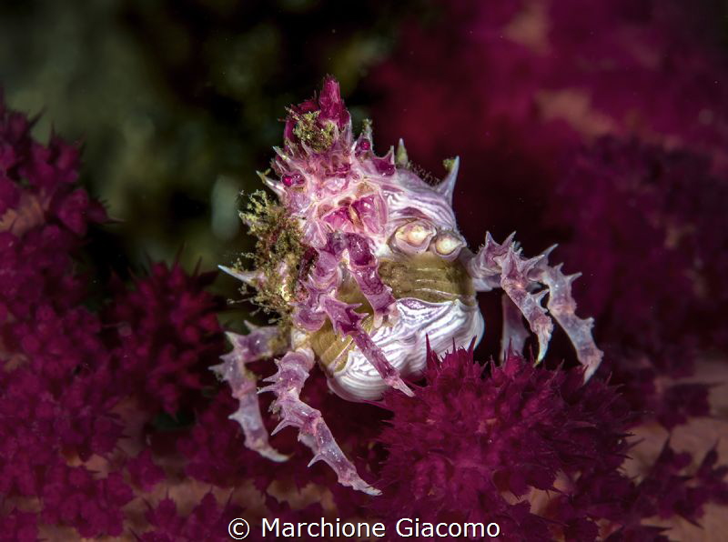 Hoplophrys oatesii
Candy crab with eggs
Lembeh strait .... by Marchione Giacomo 