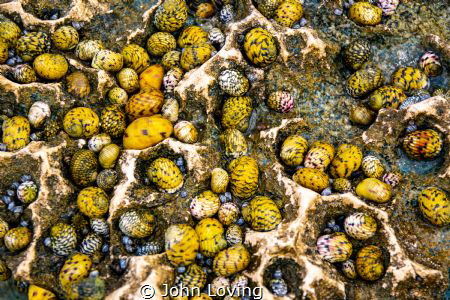 Jigsaw puzzle? by John Loving 