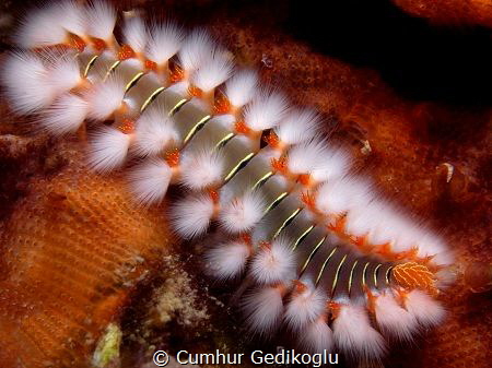 Hermodice carunculata
Fire worm by Cumhur Gedikoglu 