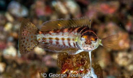 Looking at me? by George Touliatos 